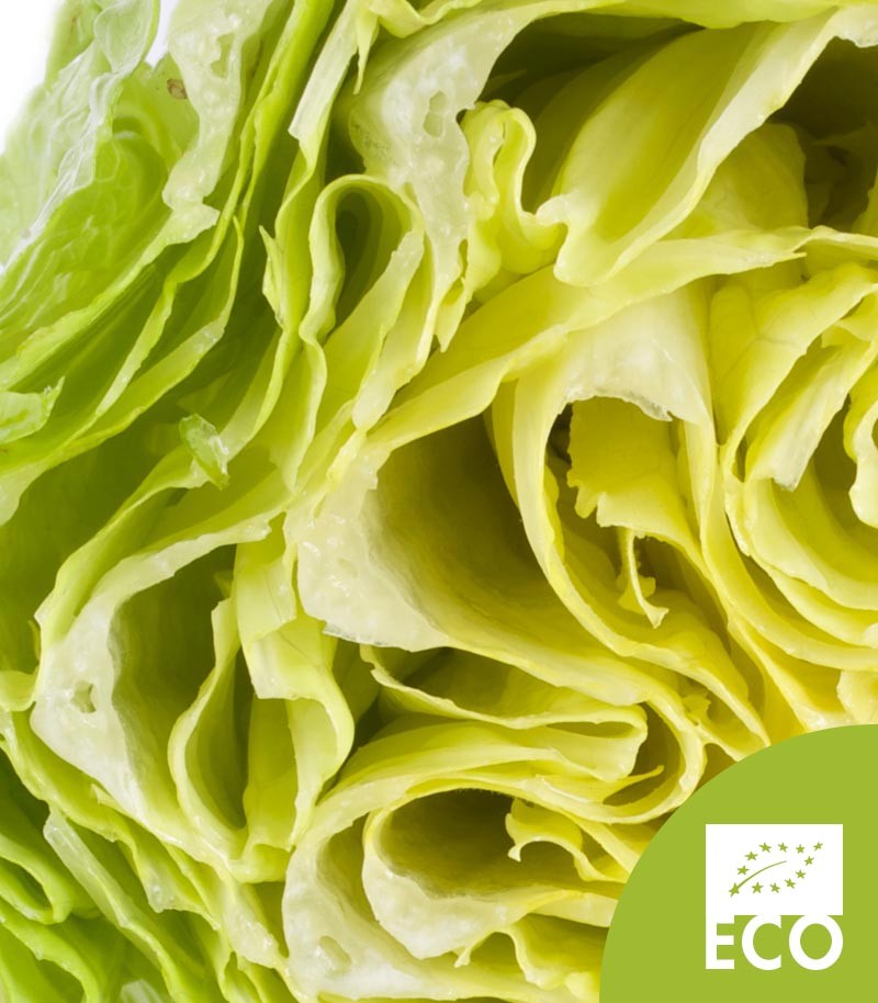Lechuga-Romana-Ecologica-548