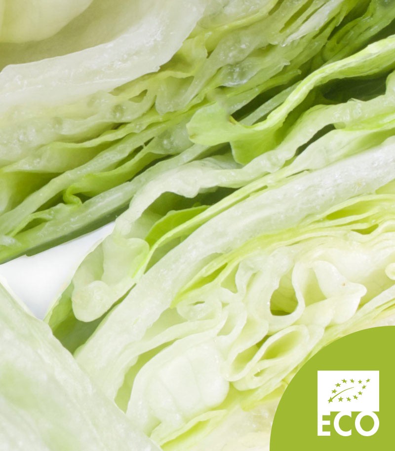Lechuga-Iceberg-Ecologica-550
