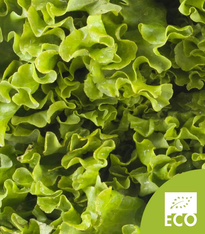 Lechuga-Batavia-Ecologica-552
